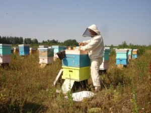 Портал «Мир пчеловодства»: пчеловодство Республики Башкортостан: состояние, проблемы, перспективы развития