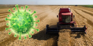 Засуха и коронавирус: что ждет башкирских аграриев в ближайшее время?